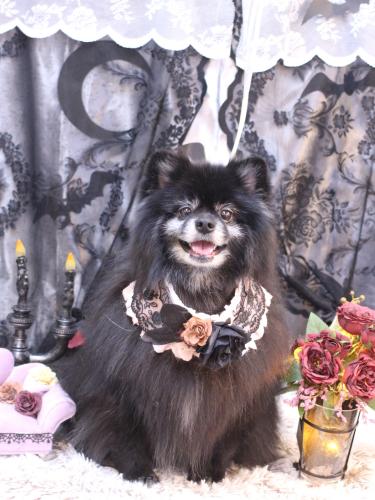 20231014ふわりちゃん